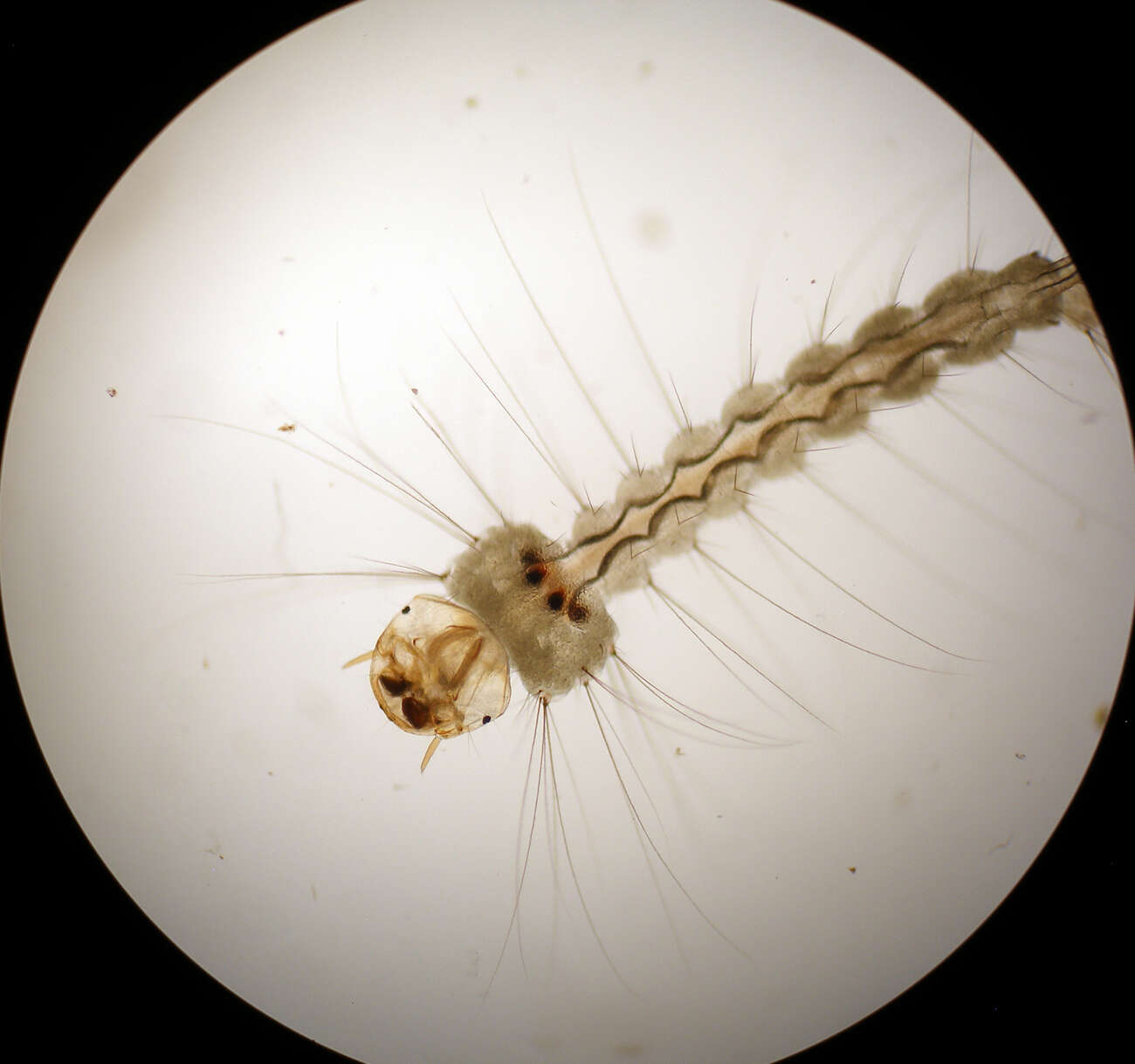 صورة Wyeomyia smithii (Coquillett 1901)