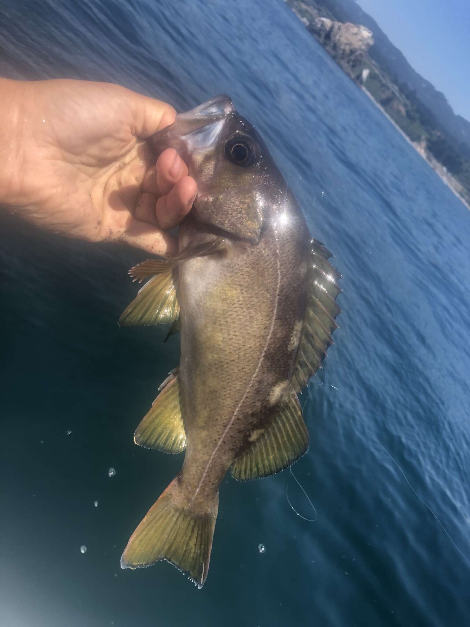 Image of Yellowtail rockfish