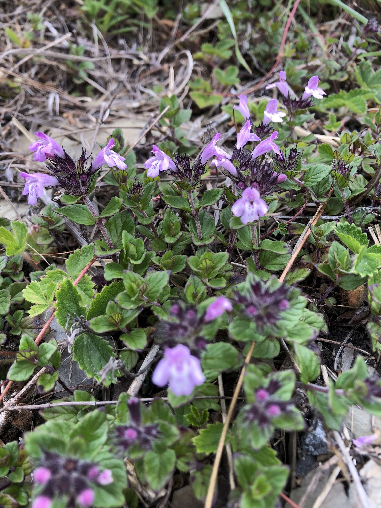 Sivun Clinopodium laxiflorum (Hayata) K. Mori kuva