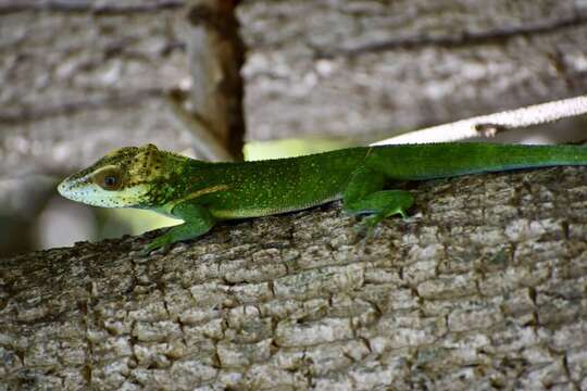 Image of Anolis smallwoodi Schwartz 1964