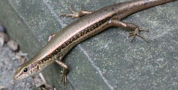 Image of Modest Ground Skink