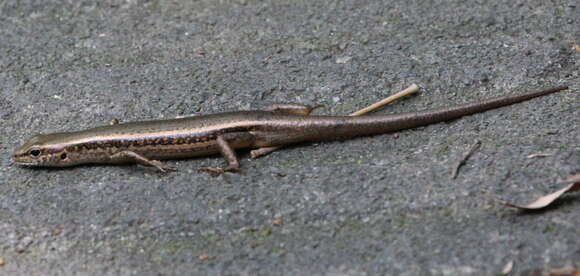 Image of Modest Ground Skink