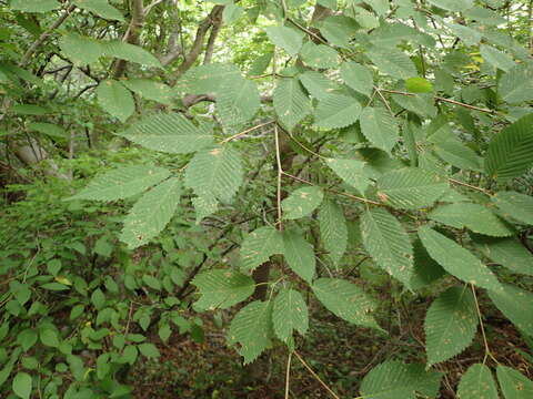 Imagem de Acer carpinifolium Sieb. & Zucc.