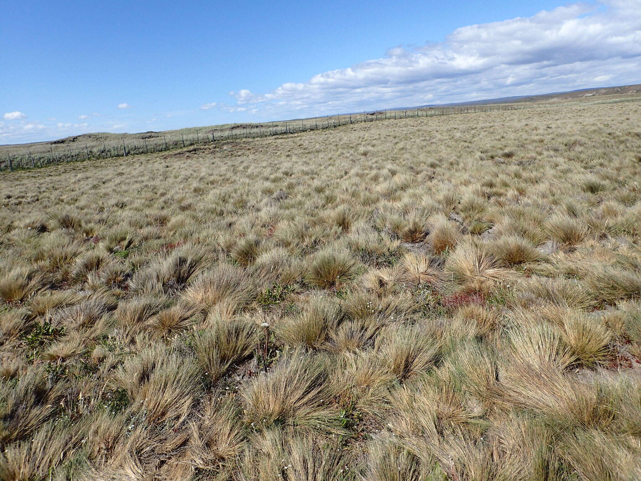 Image of Festuca gracillima Hook. fil.