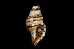 Image of Paciocinebrina atropurpurea (Carpenter 1865)