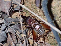 Image of Paraloxoblemmus longifrons (Chopard 1969)