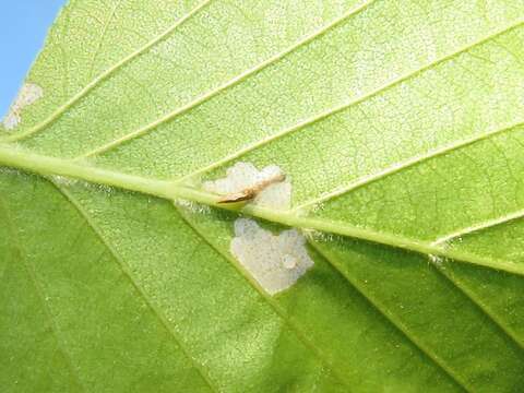 Image of alder bud moth