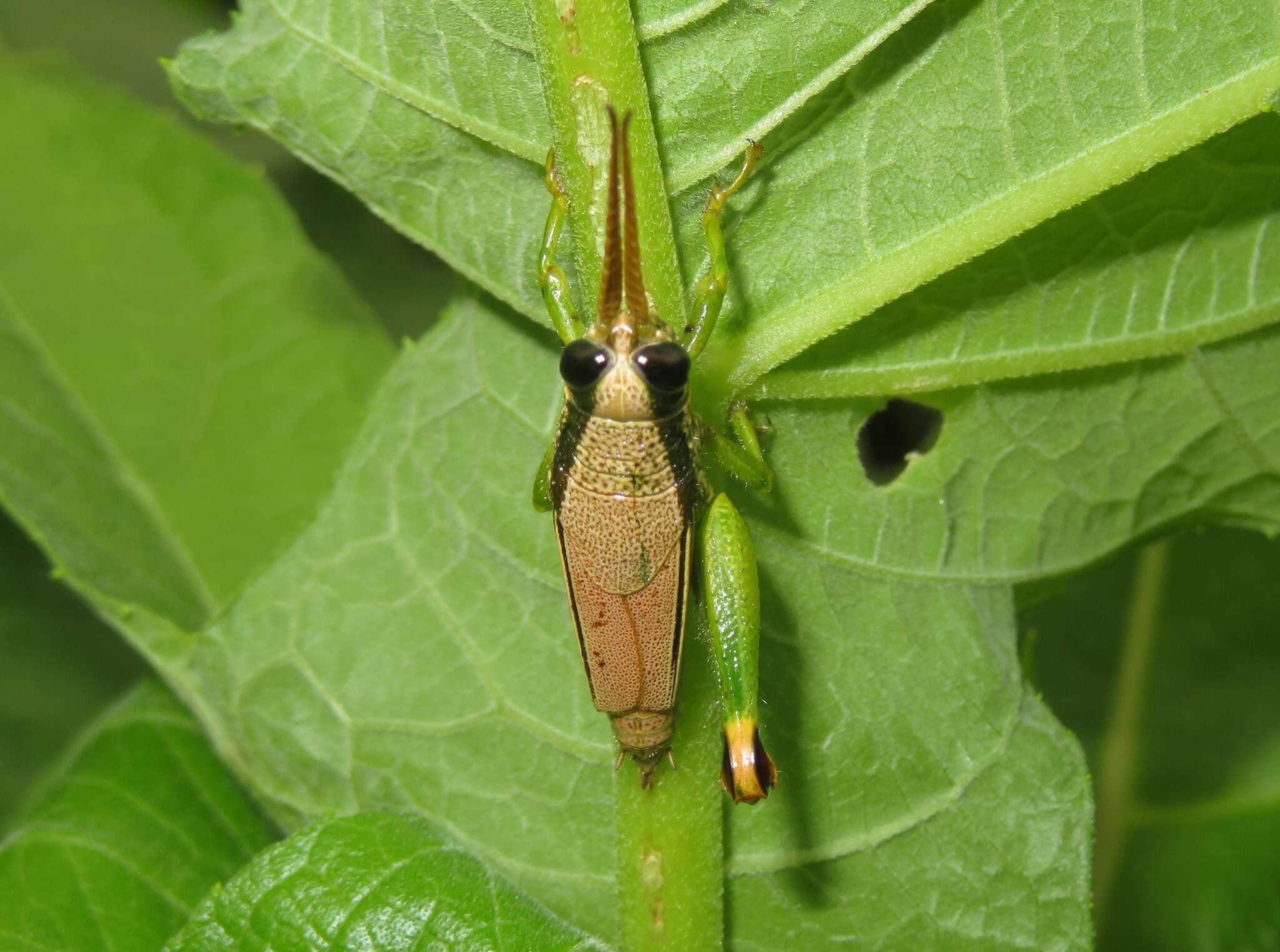 Image of Helicopacris viridans Descamps 1978