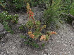 Image of Echeveria johnsonii Walther