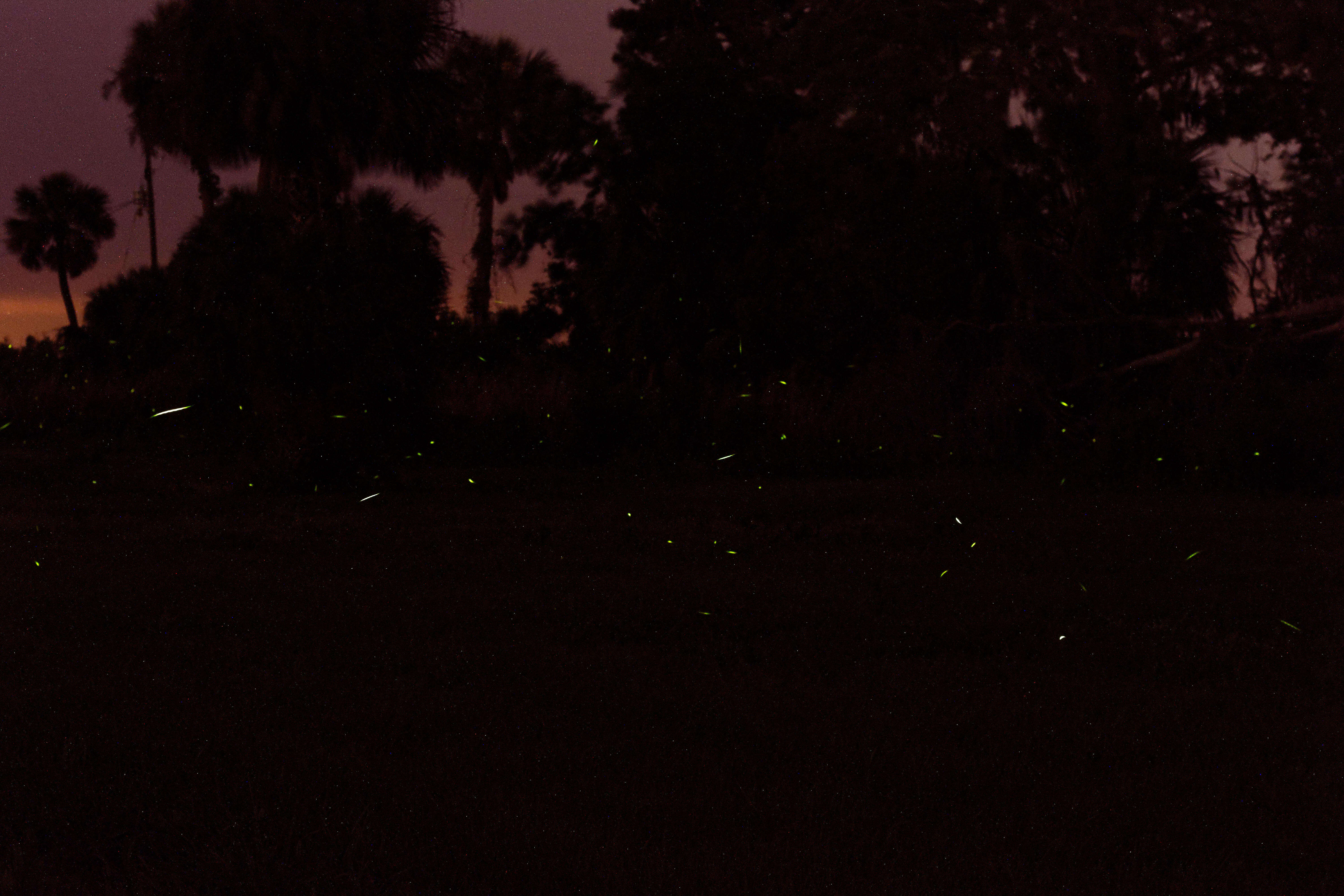 Image of fireflies