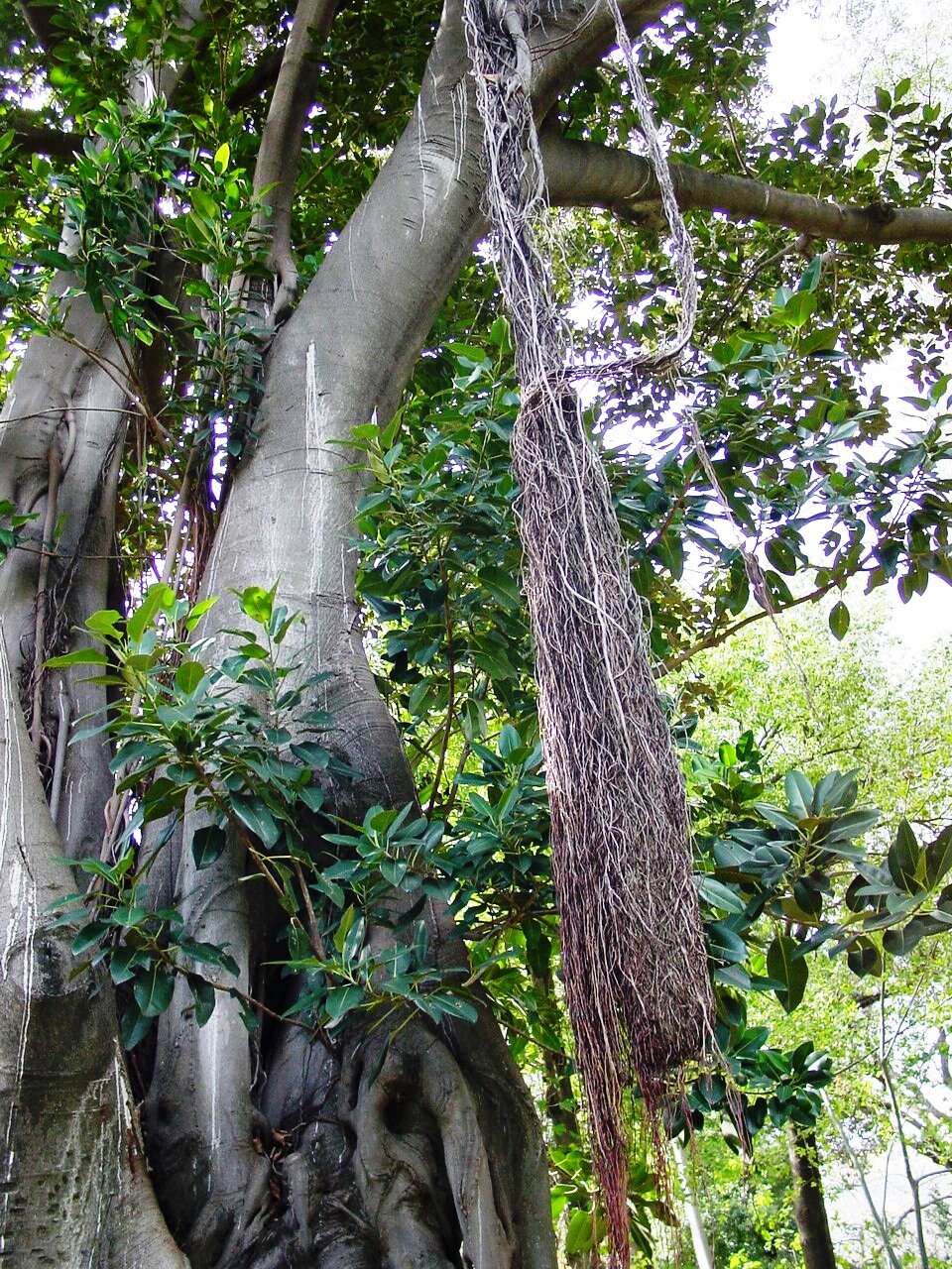 Imagem de Ficus macrophylla Desf.