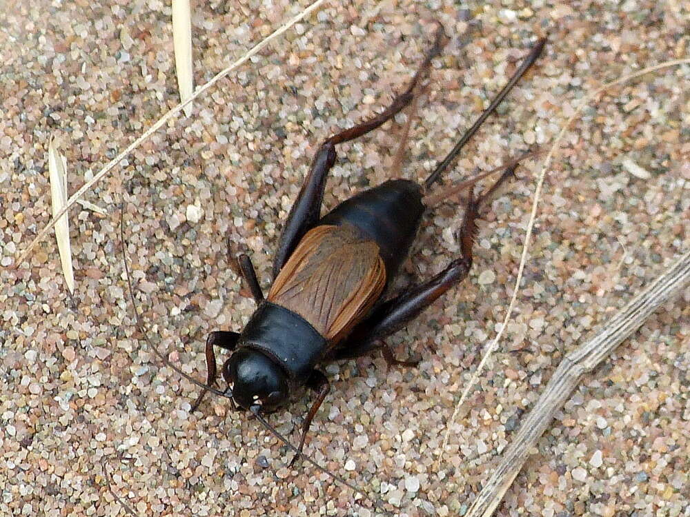 Image of Fall Field Cricket