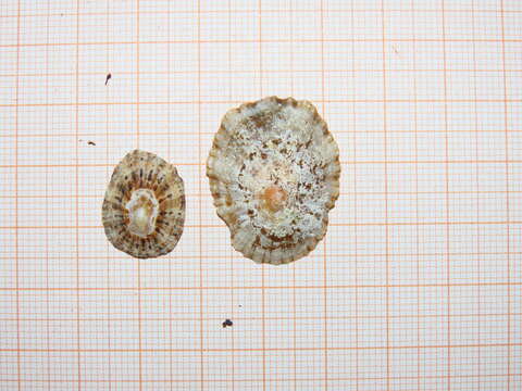 Image of Rustic Limpet