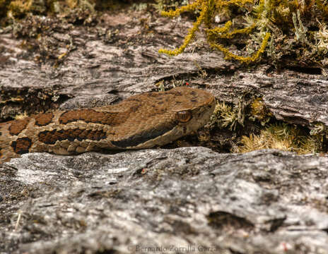 Image of Godman's Montane Pit Viper