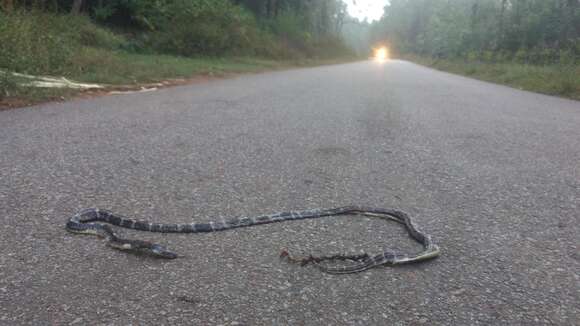 Image of Common Indian krait