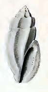 Image of Eucithara caledonica (E. A. Smith 1882)