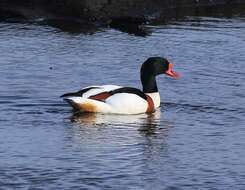 Image of shelduck, common shelduck