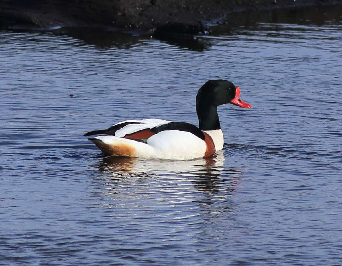 Image of shelduck, common shelduck