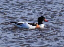 Image of shelduck, common shelduck