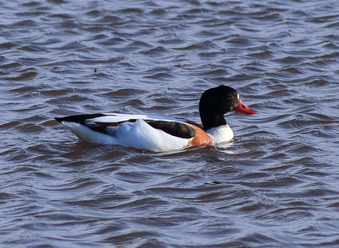 Image of shelduck, common shelduck