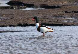 Image of shelduck, common shelduck