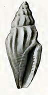Image of Eucithara lyra (Reeve 1846)