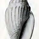 Image of Eucithara striatissima (G. B. Sowerby Iii 1907)