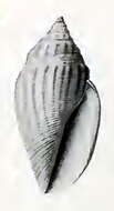 Image of Eucithara striatissima (G. B. Sowerby Iii 1907)