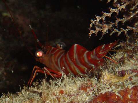 Image of Striped reef shrimp