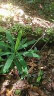 Image of Canary Spurge