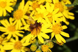 Image of Sicus ferrugineus (Linnaeus 1761)