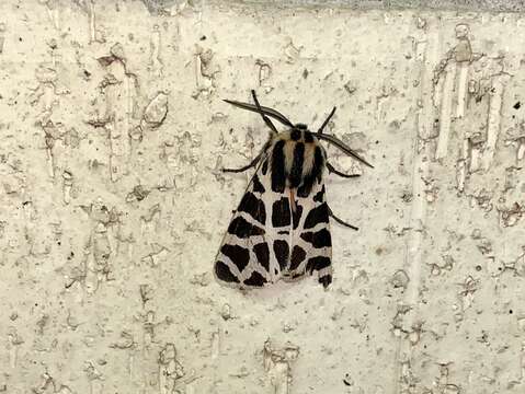 Image of Grammia geneura Strecker 1878