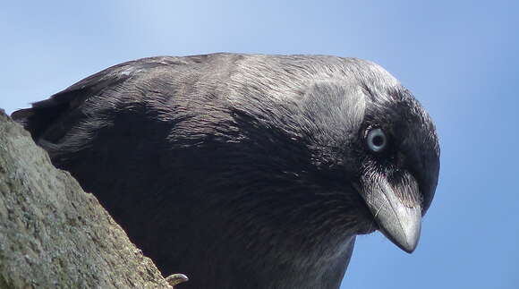 Image of Eurasian Jackdaw