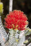 Image of Melaleuca velutina (Turcz.) Craven & R. D. Edwards