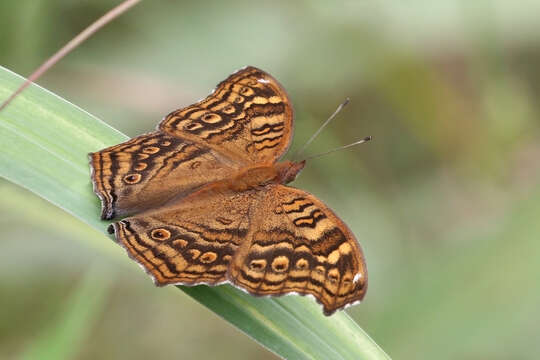 Image of Junonia chorimene Guérin-Meneville 1844