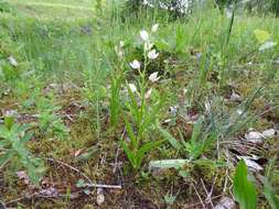 Image of Sword-leaved helleborine