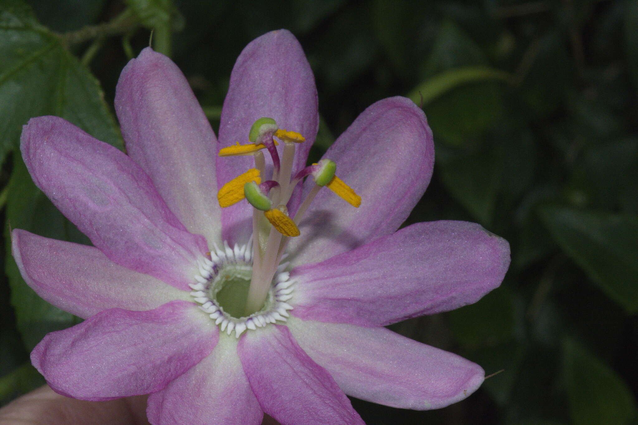 Imagem de Passiflora tripartita var. azuayensis L. B. Holm-Nielsen & P. M. Jørgensen