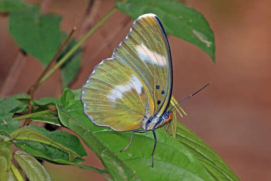 Слика од Euphaedra inanum Butler 1873