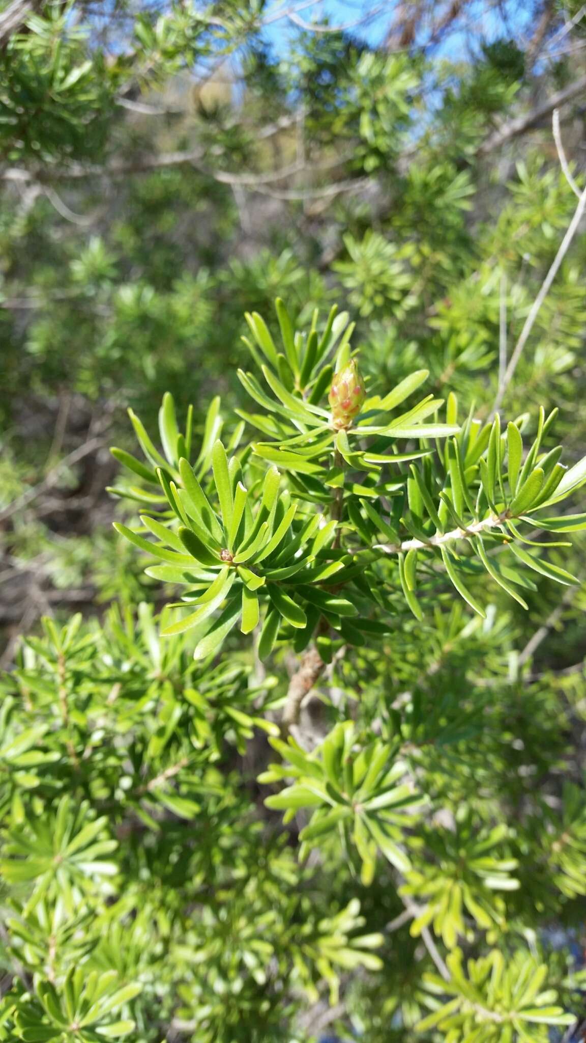 Imagem de Kunzea baxteri (Klotzsch) Schauer