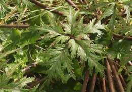 Image of Madiera cranesbill