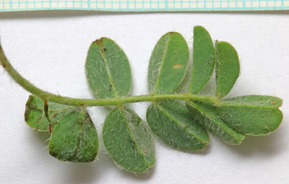 Image of Paradox milkvetch