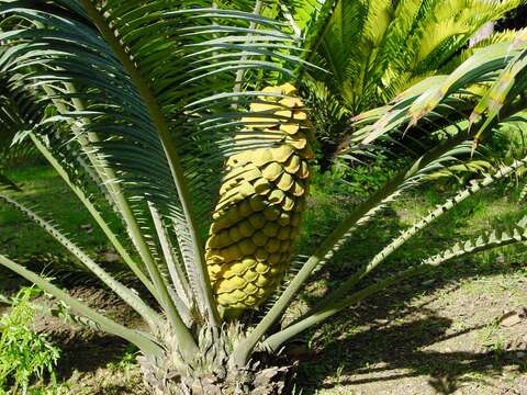 Image of Ground Cycad