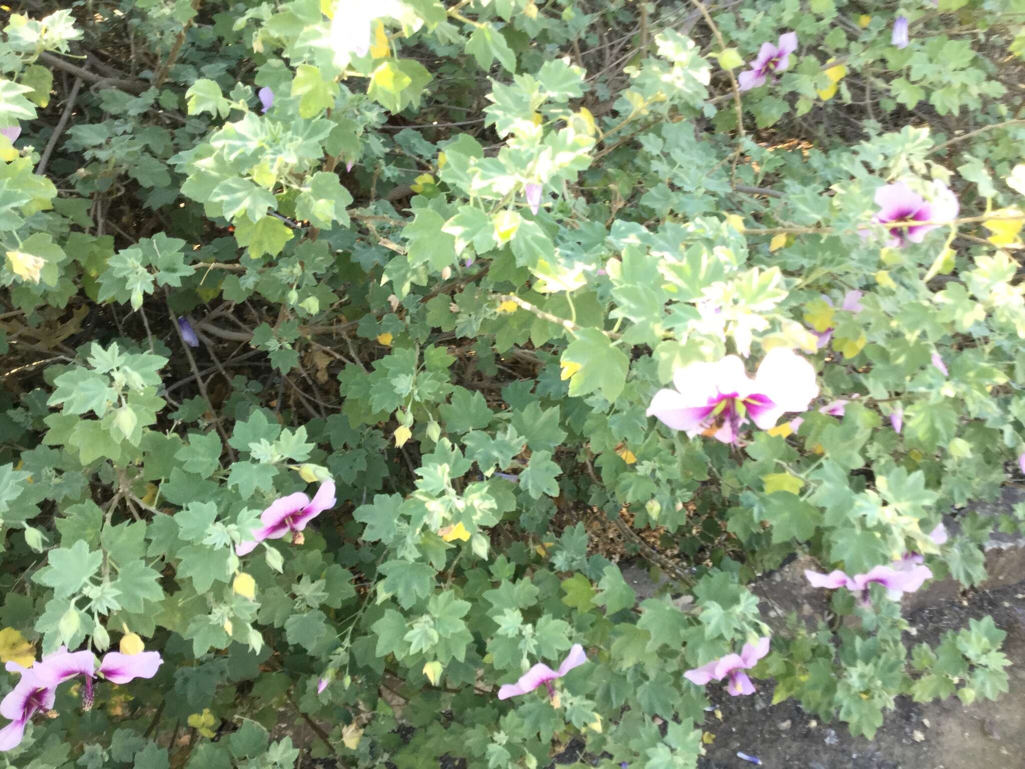 Image of Malva subovata (DC.) Molero & J. M. Monts.