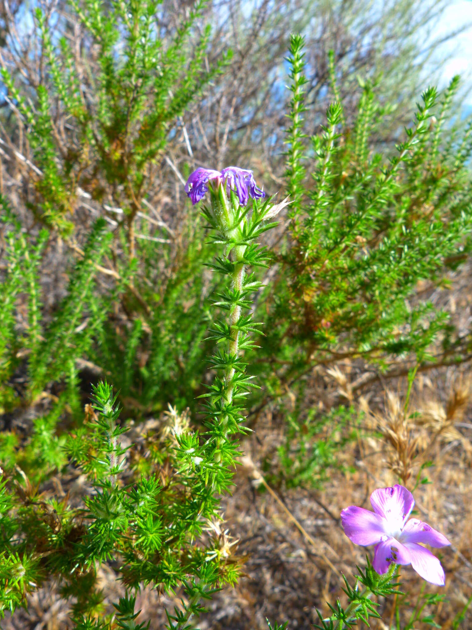 Image of Linanthus californicus (Hook. & Arn.) J. M. Porter & L. A. Johnson