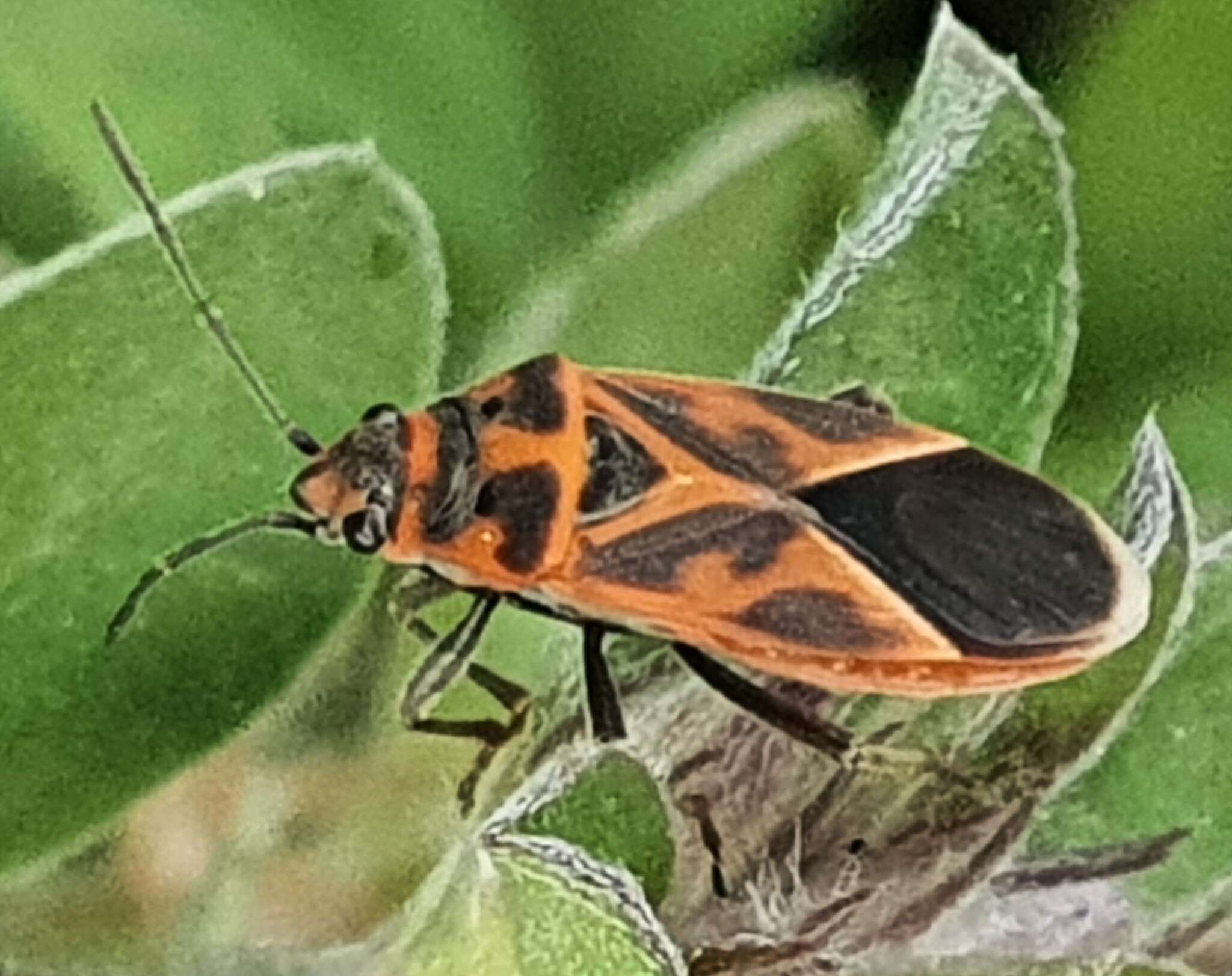 Image of Graptostethus varipictus Slater Alex 1985