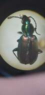 Image of Agonum (Olisares) cupripenne (Say 1823)