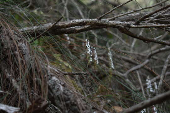 Imagem de Holothrix parviflora (Lindl.) Rchb. fil.