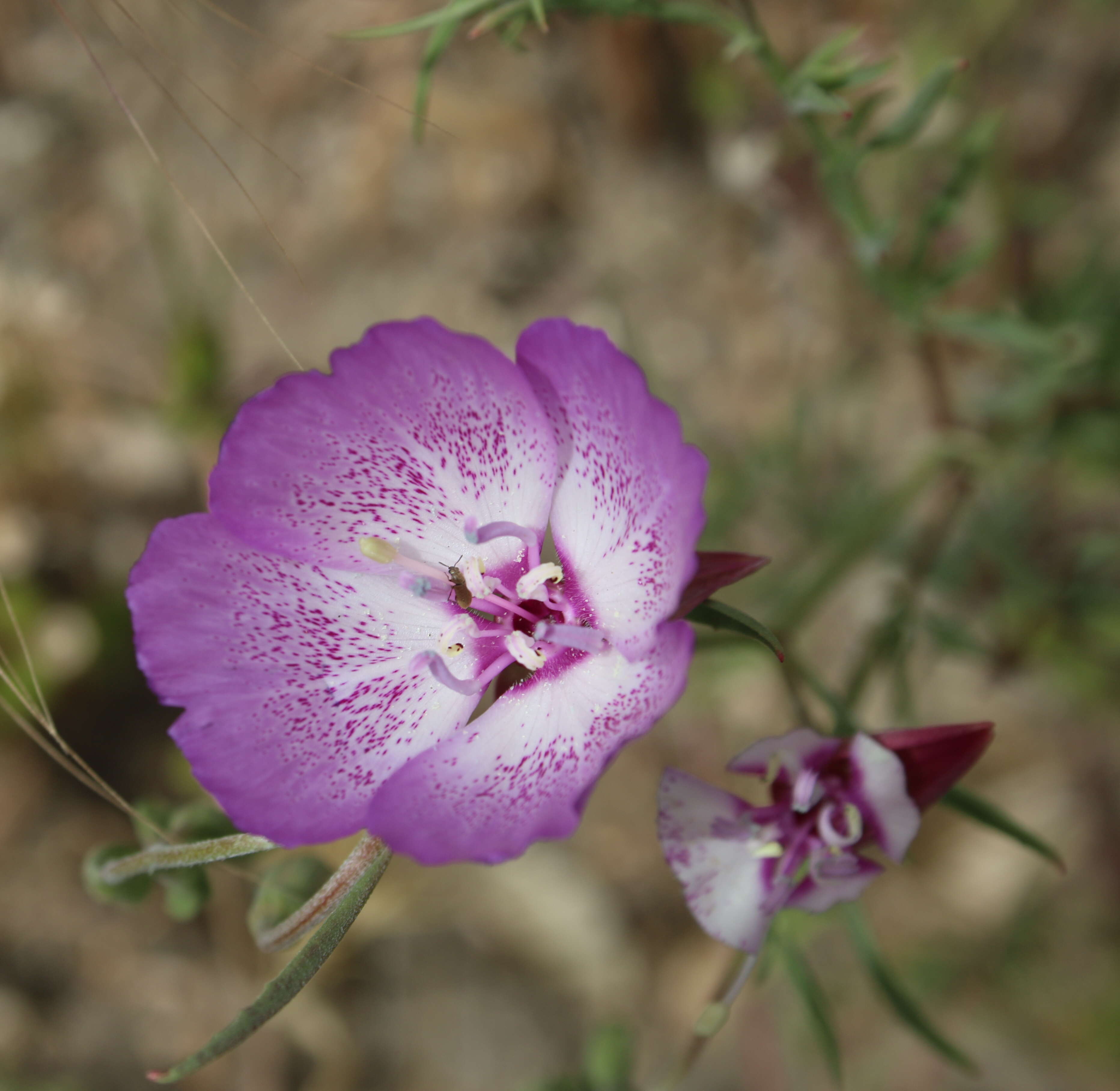 Слика од Clarkia bottae (Spach) H. & M. Lewis