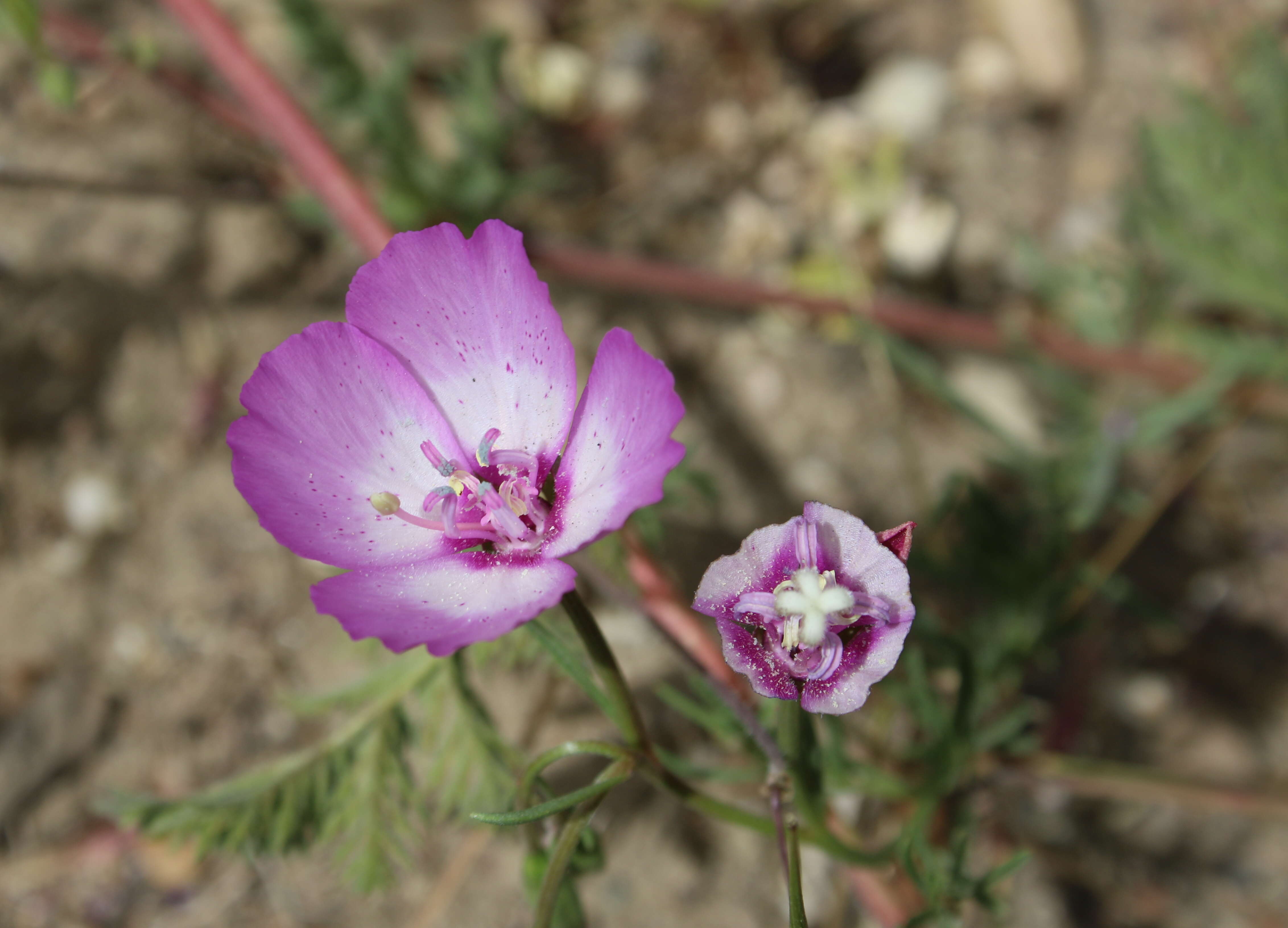 Слика од Clarkia bottae (Spach) H. & M. Lewis