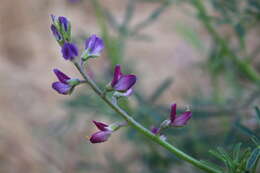 Plancia ëd Lupinus truncatus Hook. & Arn.